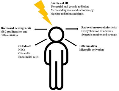 Solving the Issue of Ionizing Radiation Induced Neurotoxicity by Using Novel Cell Models and State of the Art Accelerator Facilities